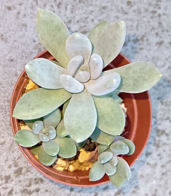 f:id:yui-mei-mung:20251008082056j:image