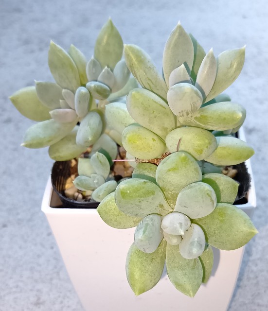 f:id:yui-mei-mung:20251008082122j:image