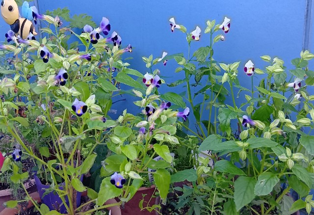 f:id:yui-mei-mung:20251012134316j:image