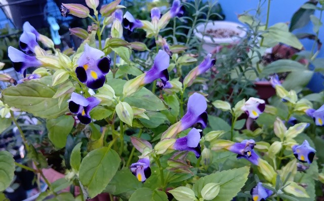 f:id:yui-mei-mung:20251012134337j:image