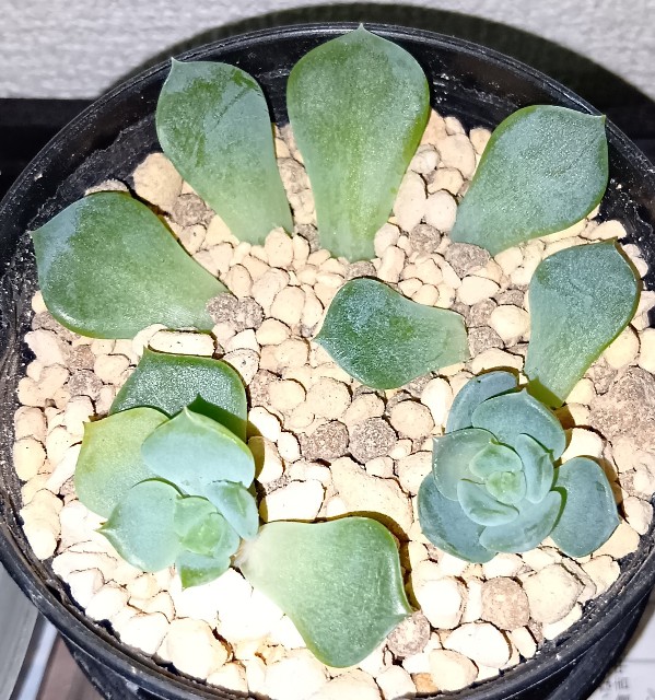 f:id:yui-mei-mung:20251025172302j:image