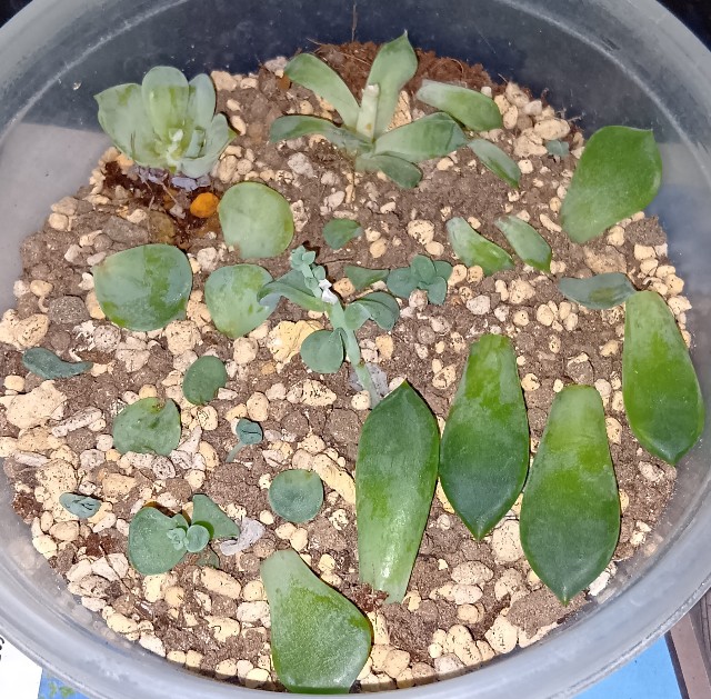 f:id:yui-mei-mung:20251025172403j:image