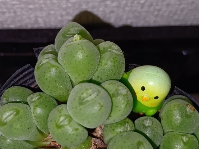 f:id:yui-mei-mung:20251025172743j:image