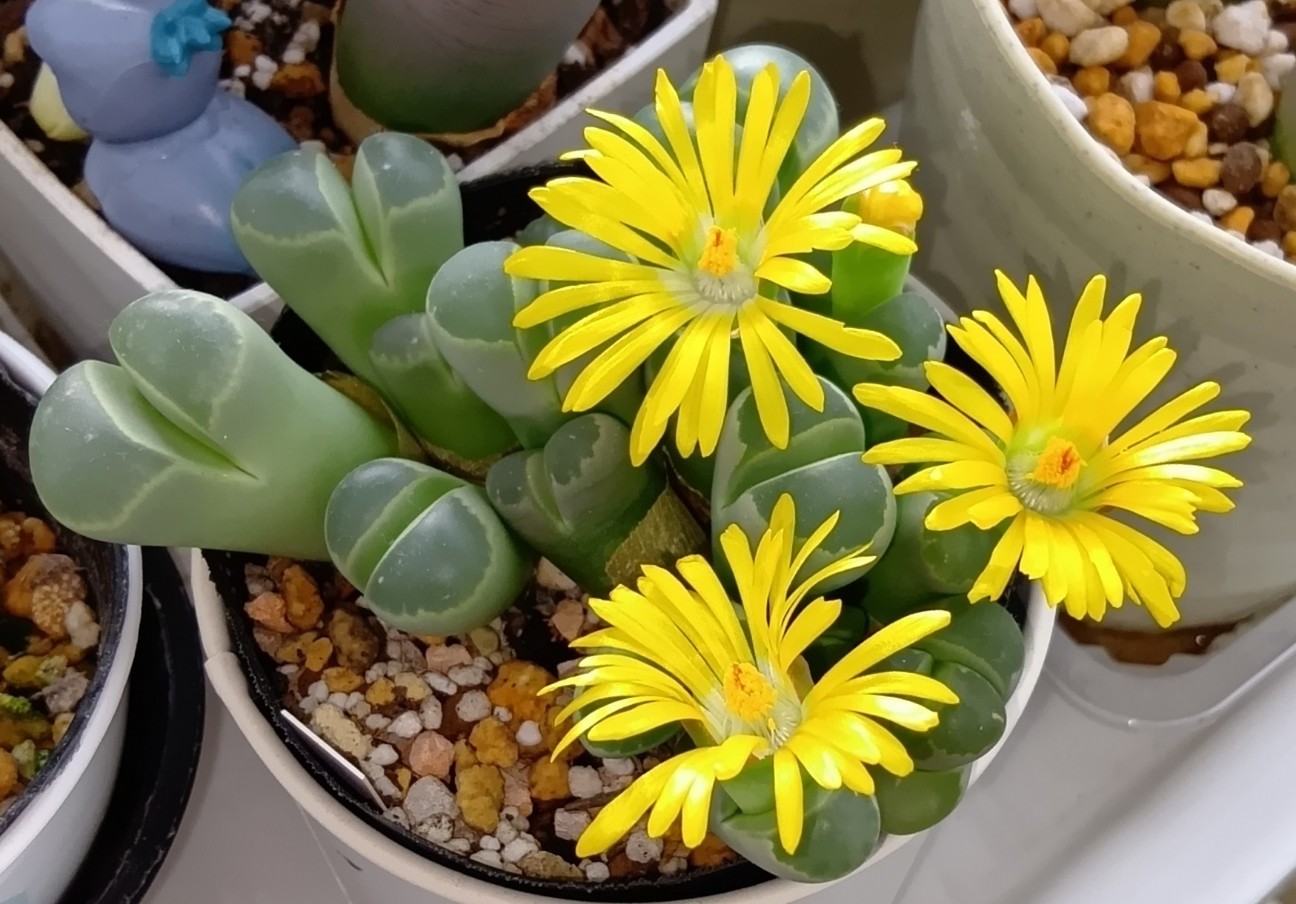 f:id:yui-mei-mung:20251128145557j:image