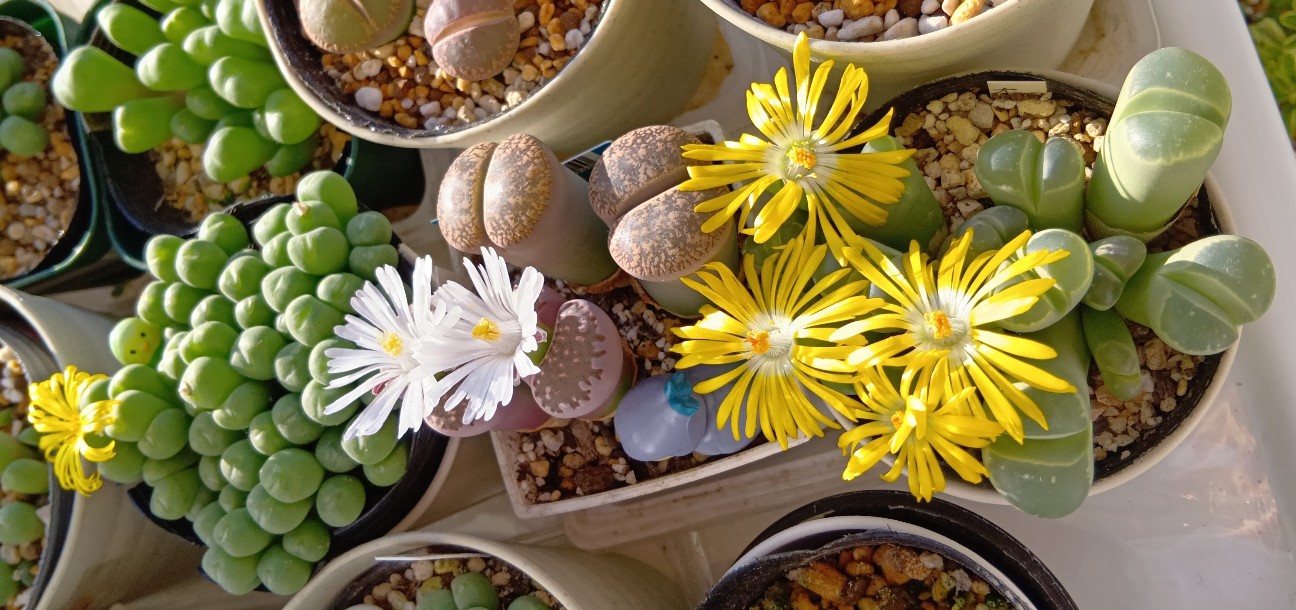 f:id:yui-mei-mung:20251130155321j:image