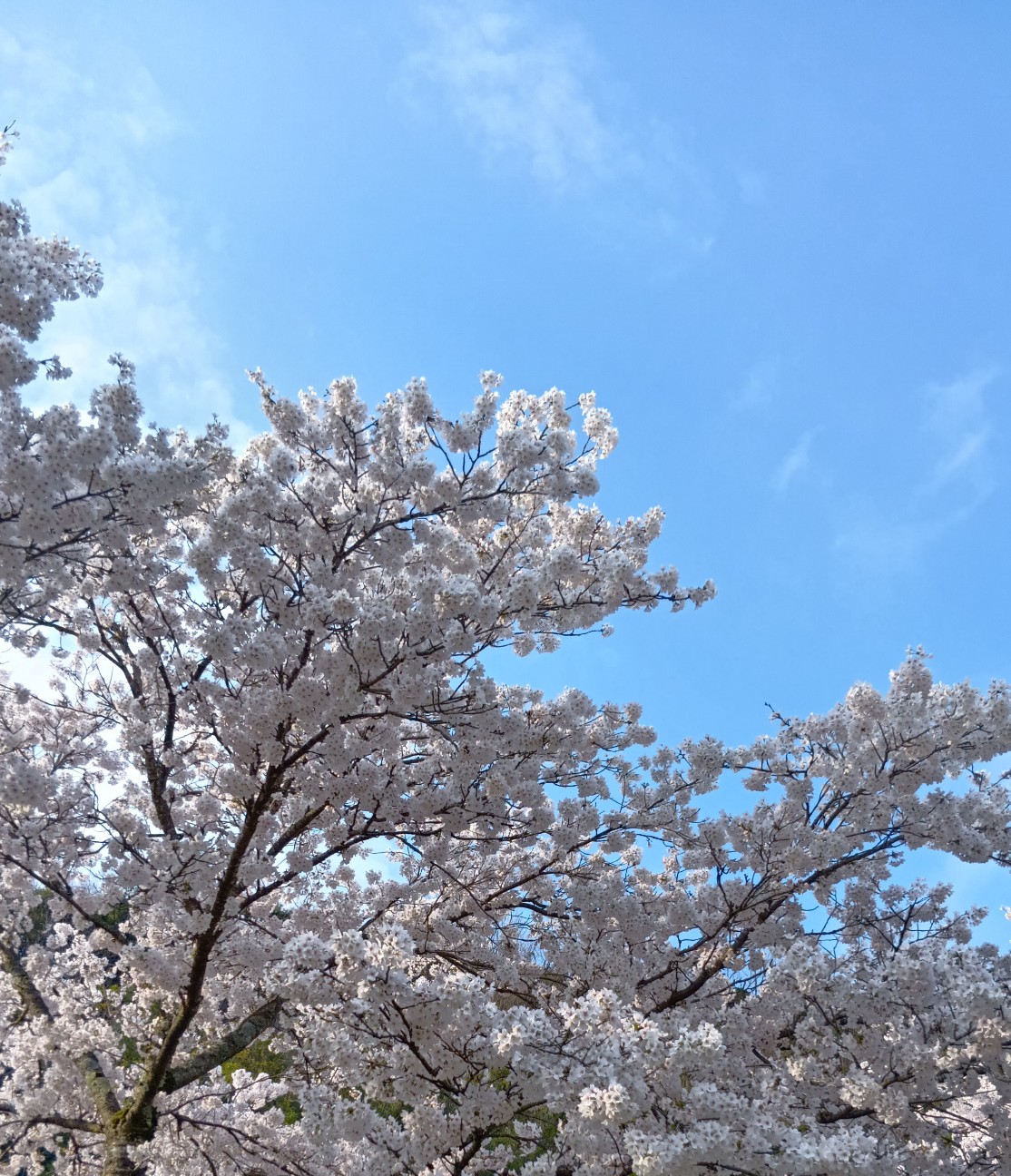 f:id:yui-mei-mung:20260402191008j:image