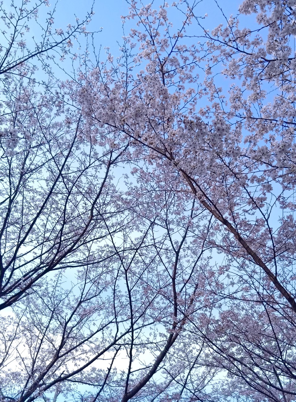f:id:yui-mei-mung:20260405201520j:image