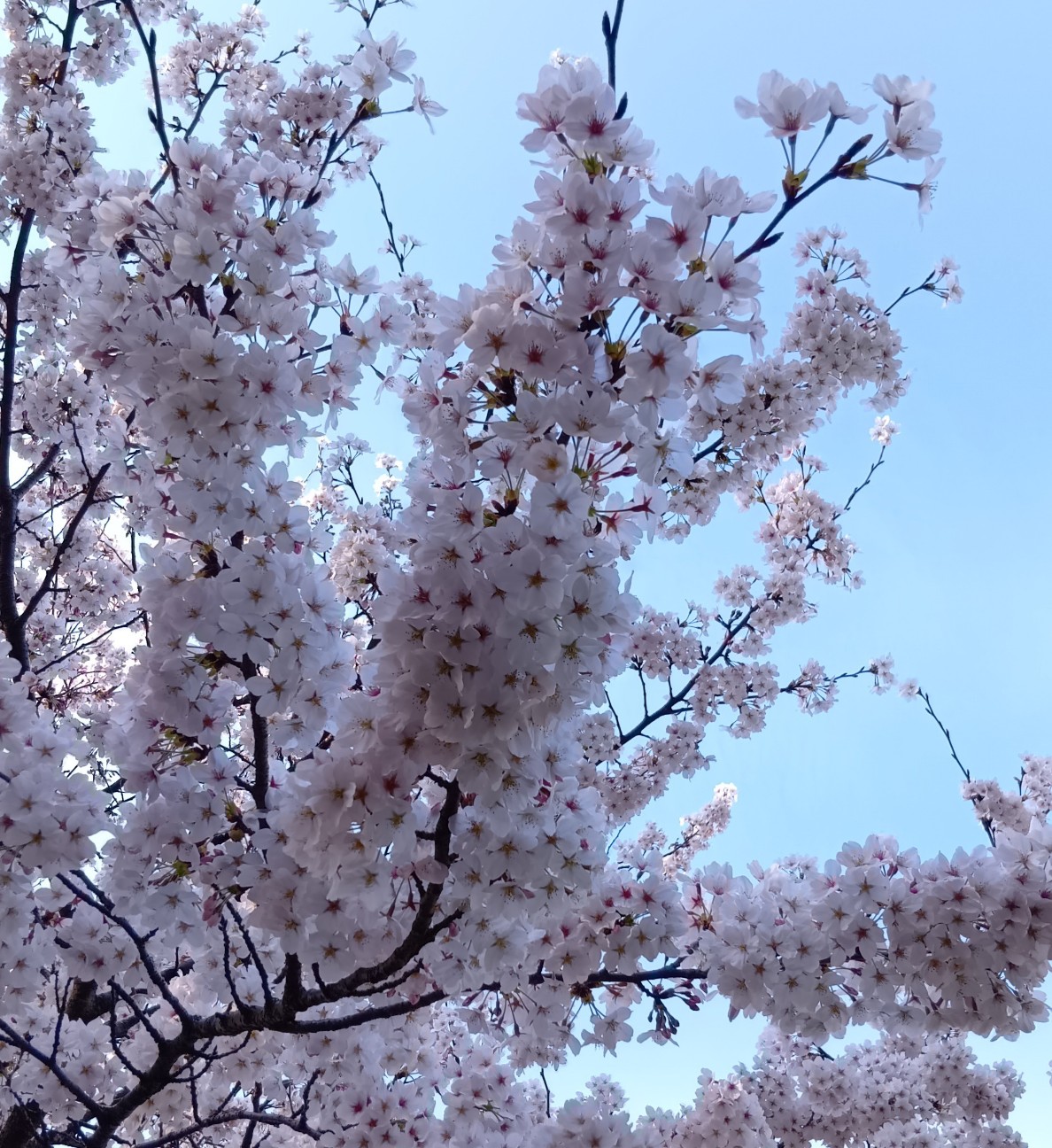f:id:yui-mei-mung:20260405202047j:image