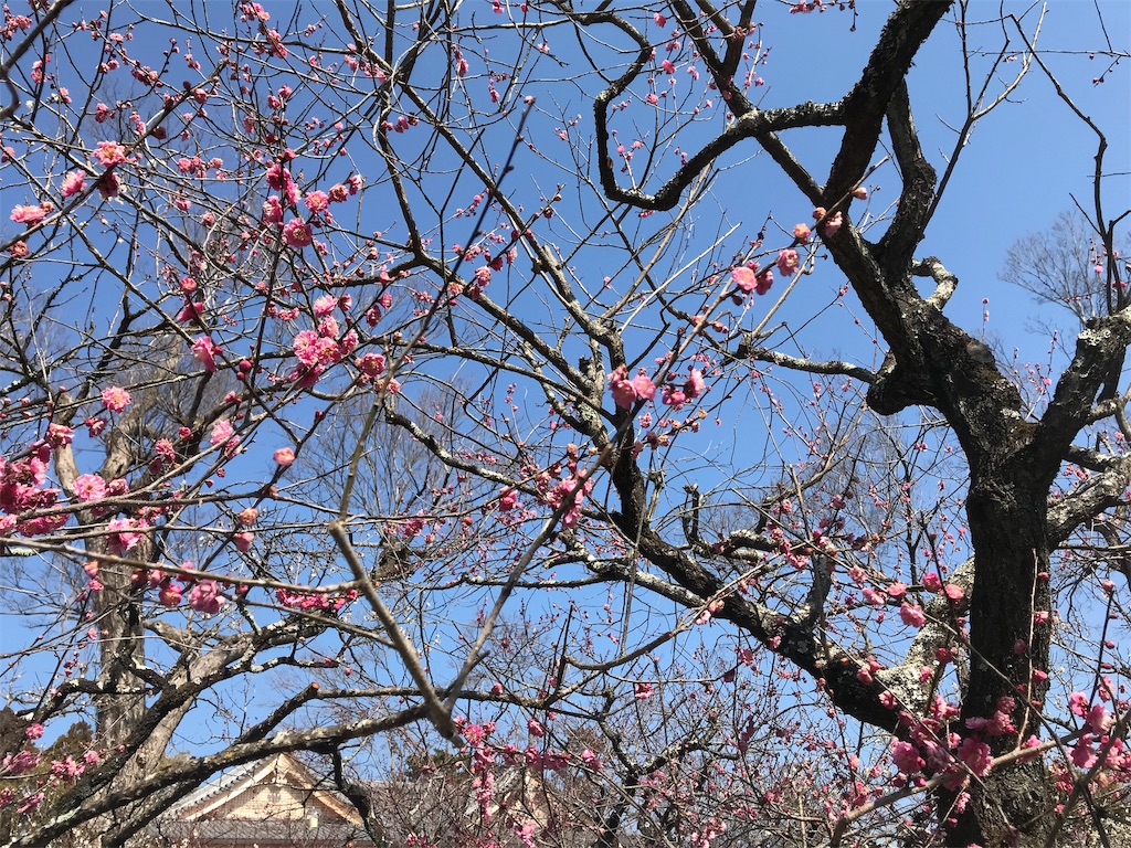 f:id:yui7312000:20190227131654j:image f:id:yui7312000:20190227131654j:image