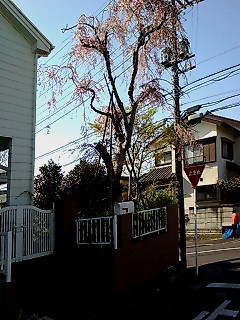 f:id:yuiarch:20070405095122j:image