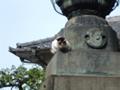 [ねこ]池上本門寺