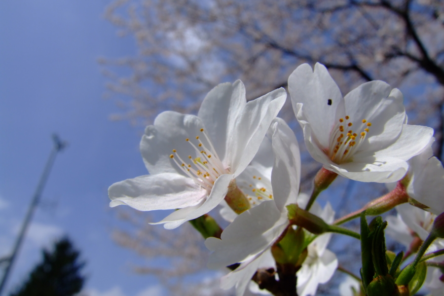 桜ヶ丘公園