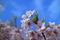 開花
