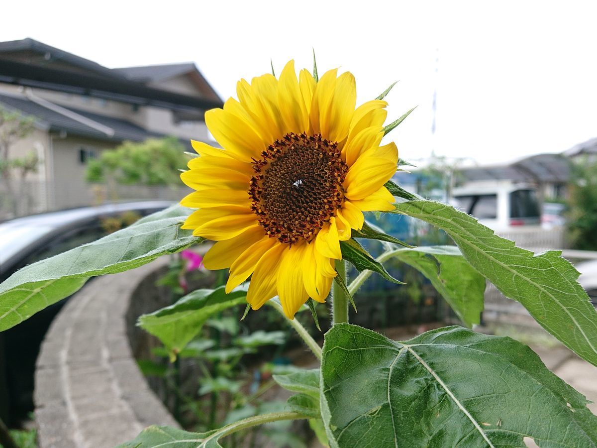 f:id:yuidono2013:20200729175442j:plain:w480 f:id:yuidono2013:20200729175442j:plain:w480