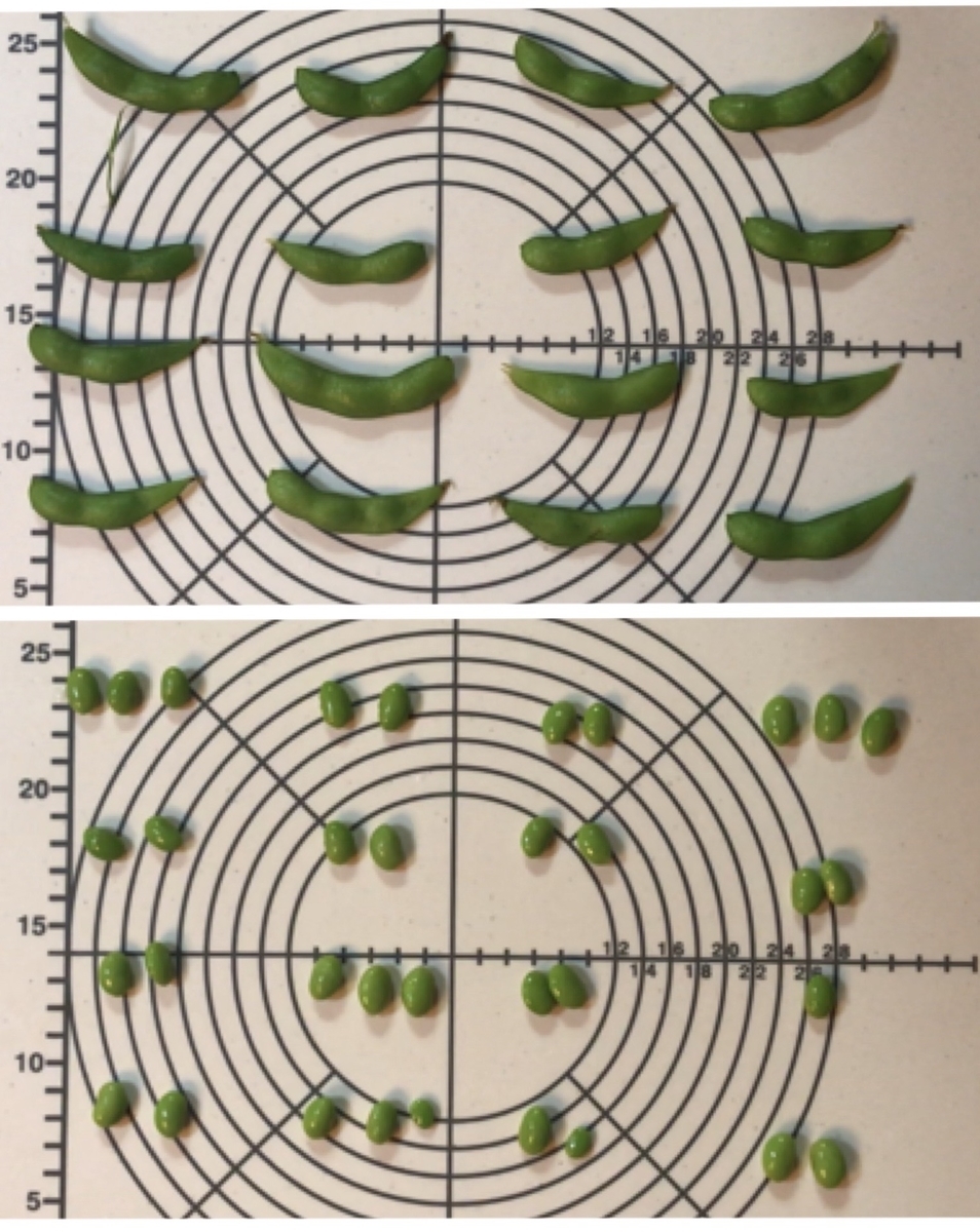 パン作り　枝豆　下処理