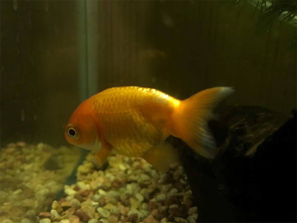 金魚の選び方 金魚日記 金魚の選び方 金魚日記