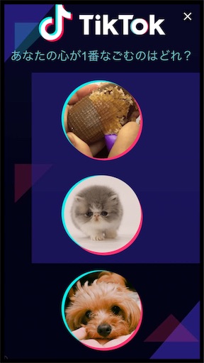f:id:yuimgm:20190321195710j:image f:id:yuimgm:20190321195710j:image