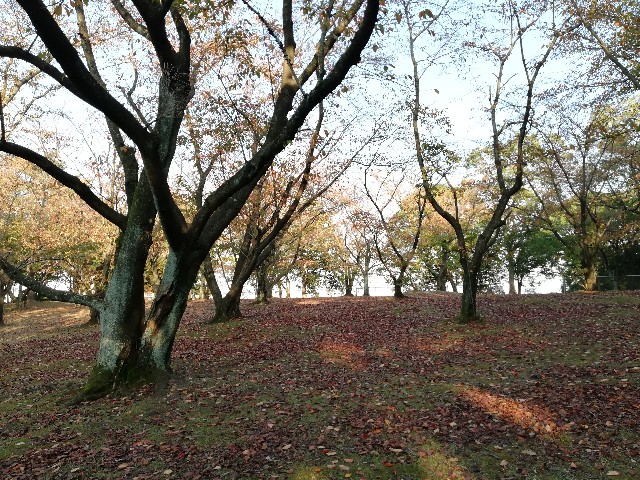 f:id:yuinamama:20181025001807j:plain f:id:yuinamama:20181025001807j:plain