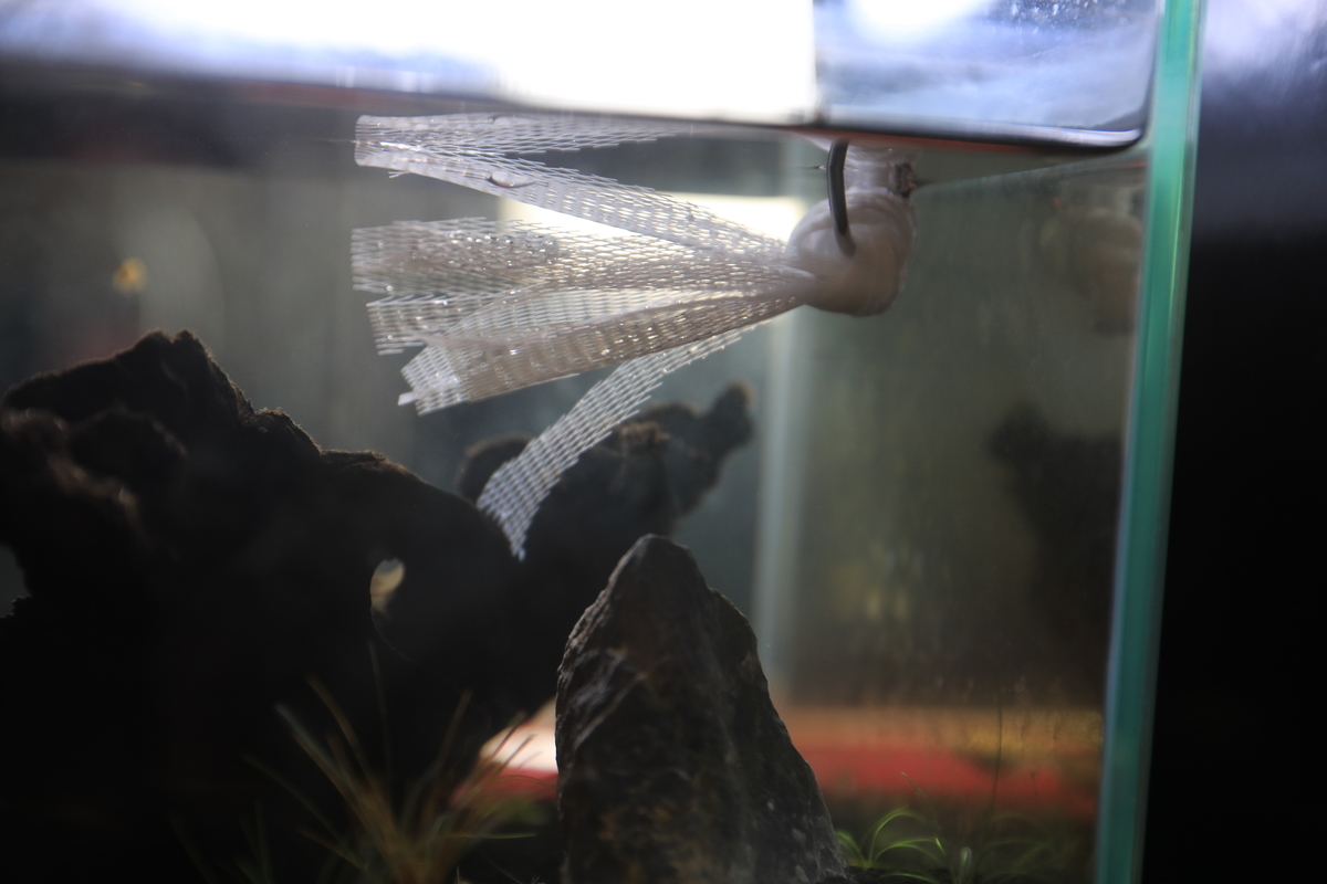 三色メダカのビオトープ計画 待ちに待った産卵 メダカの卵を見つけました Yuineblog