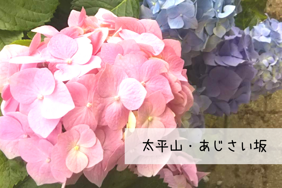 栃木市 大平山のあじさい坂に行ってきました とちぎあじさいまつり18 ゆいぺーじ