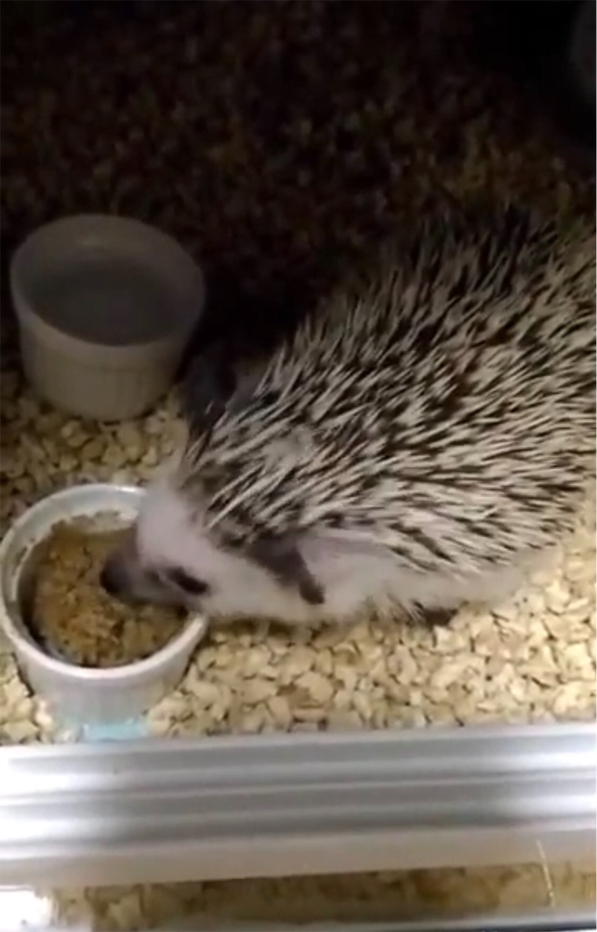 ハリネズミ 床材 トイレ 回し車 ハリネズミのジレンマ