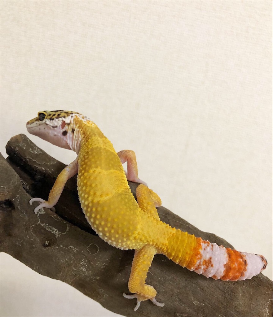 ハリネズミのジレンマ