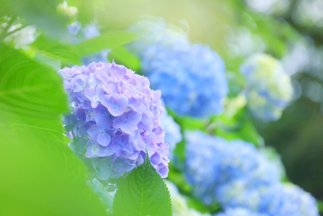 f:id:yujihsmt:20180717144628j:plain f:id:yujihsmt:20180717144628j:plain