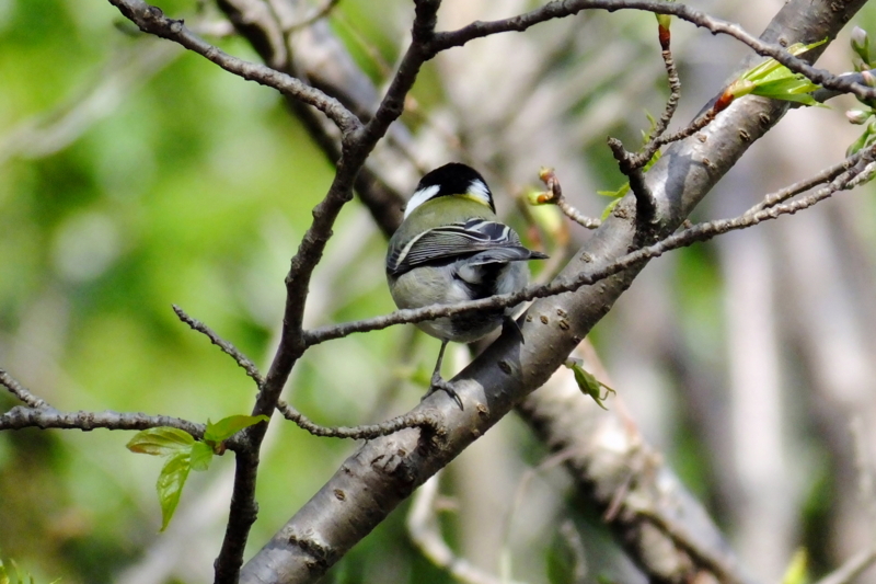 f:id:yujiro-1:20130330091627j:image:w640