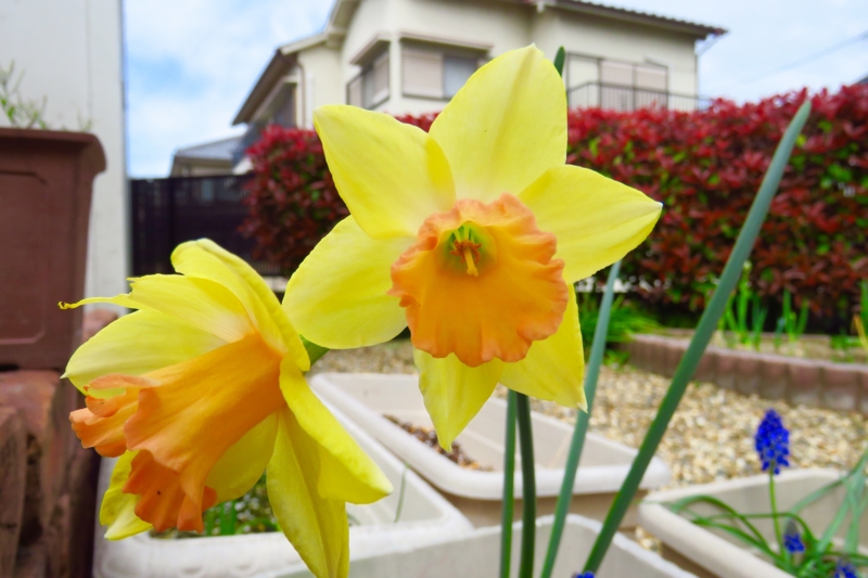 f:id:yujiro-1:20160407060637j:image:w640