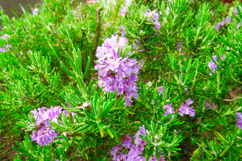 f:id:yujiro-1:20160407061104j:image:w640