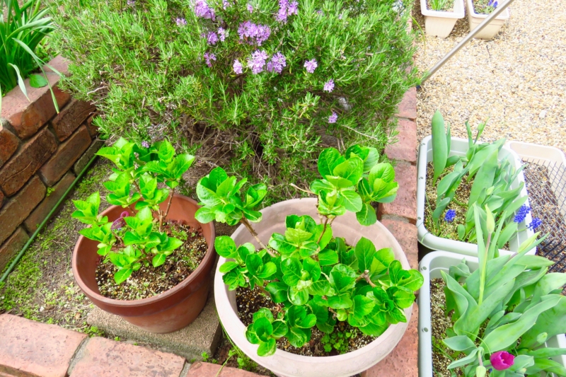 f:id:yujiro-1:20160407061408j:image:w640