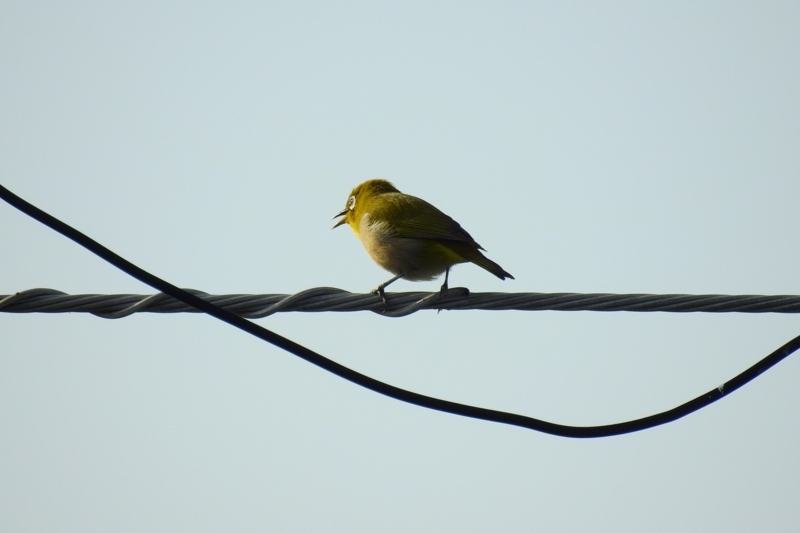 f:id:yujiro-1:20180406054456j:image:w640