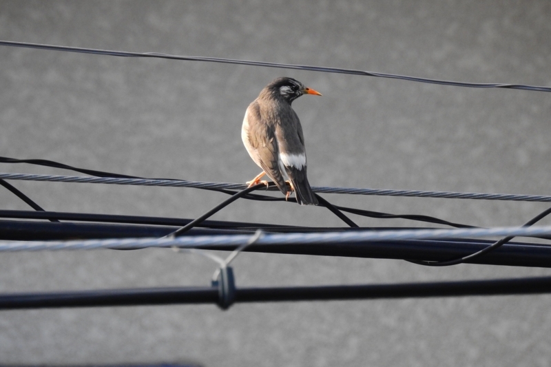 f:id:yujiro-1:20180406054801j:image:w640