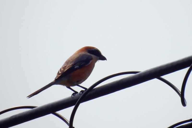 f:id:yujiro-1:20180406055441j:image:w640