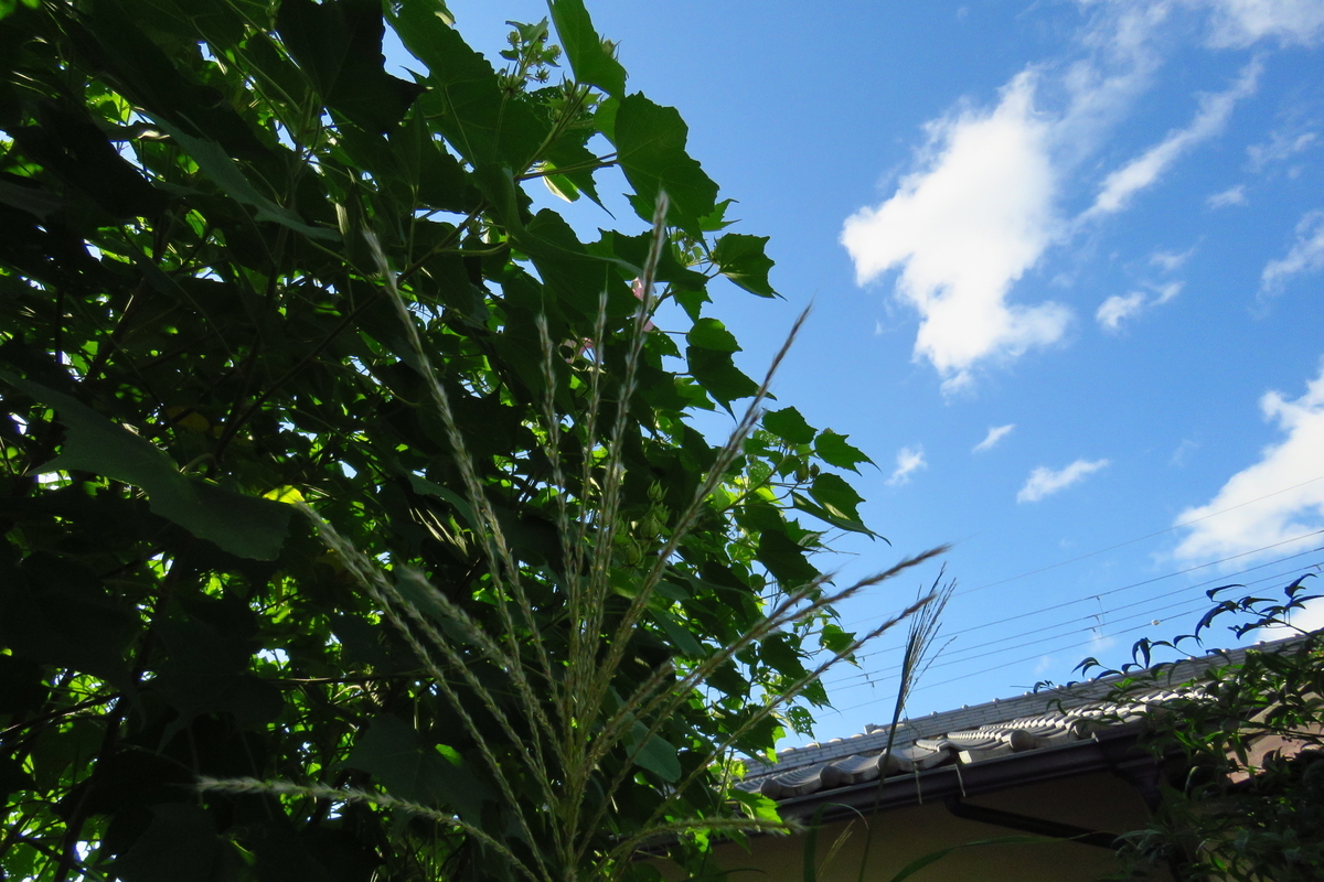 f:id:yujiro-1:20190920050923j:plain