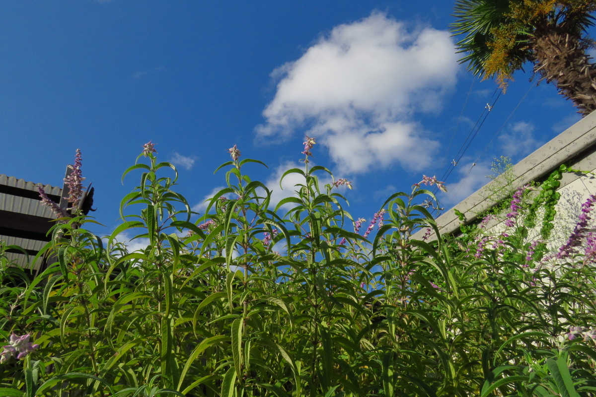 f:id:yujiro-1:20190920051043j:plain