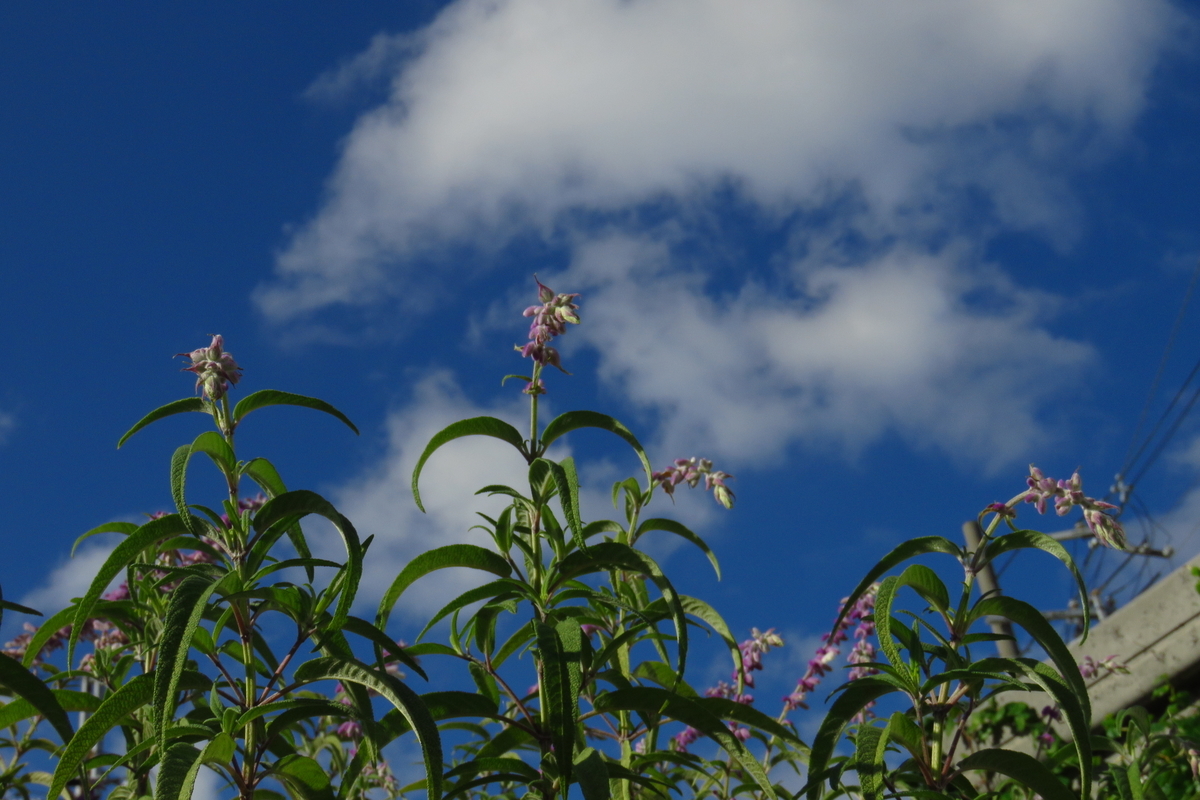 f:id:yujiro-1:20190920051147j:plain