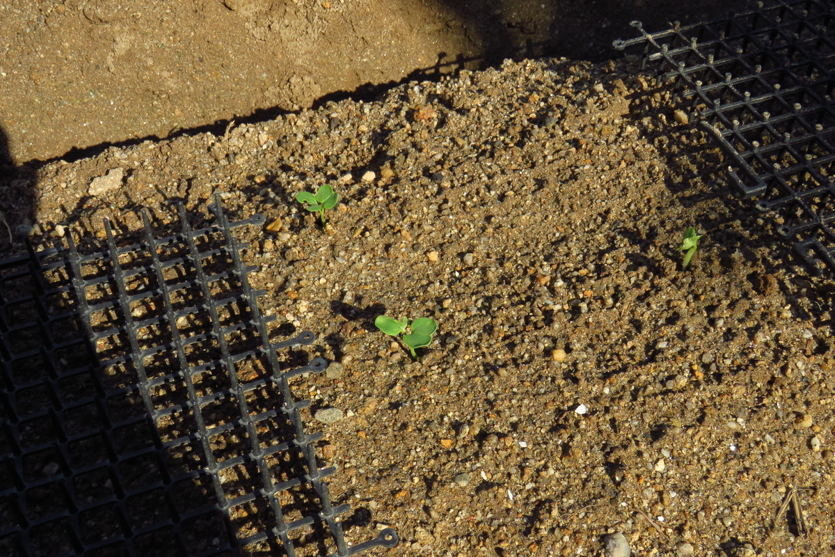 f:id:yujiro-1:20190920051305j:plain