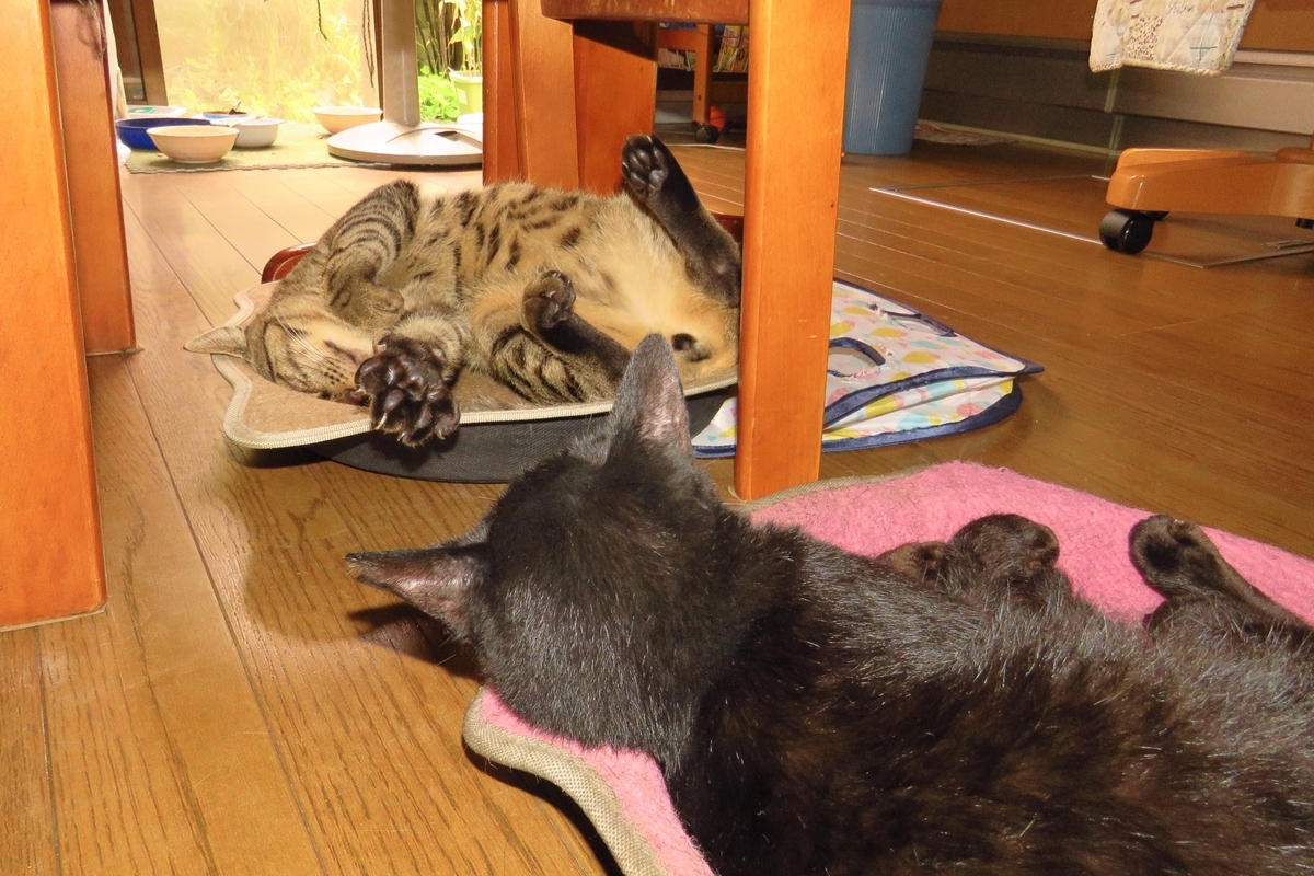 f:id:yujiro-1:20190923052709j:plain