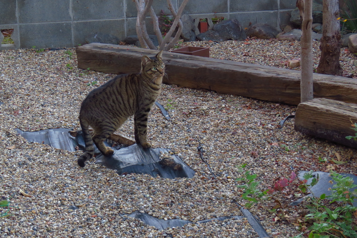 f:id:yujiro-1:20200107055534j:plain