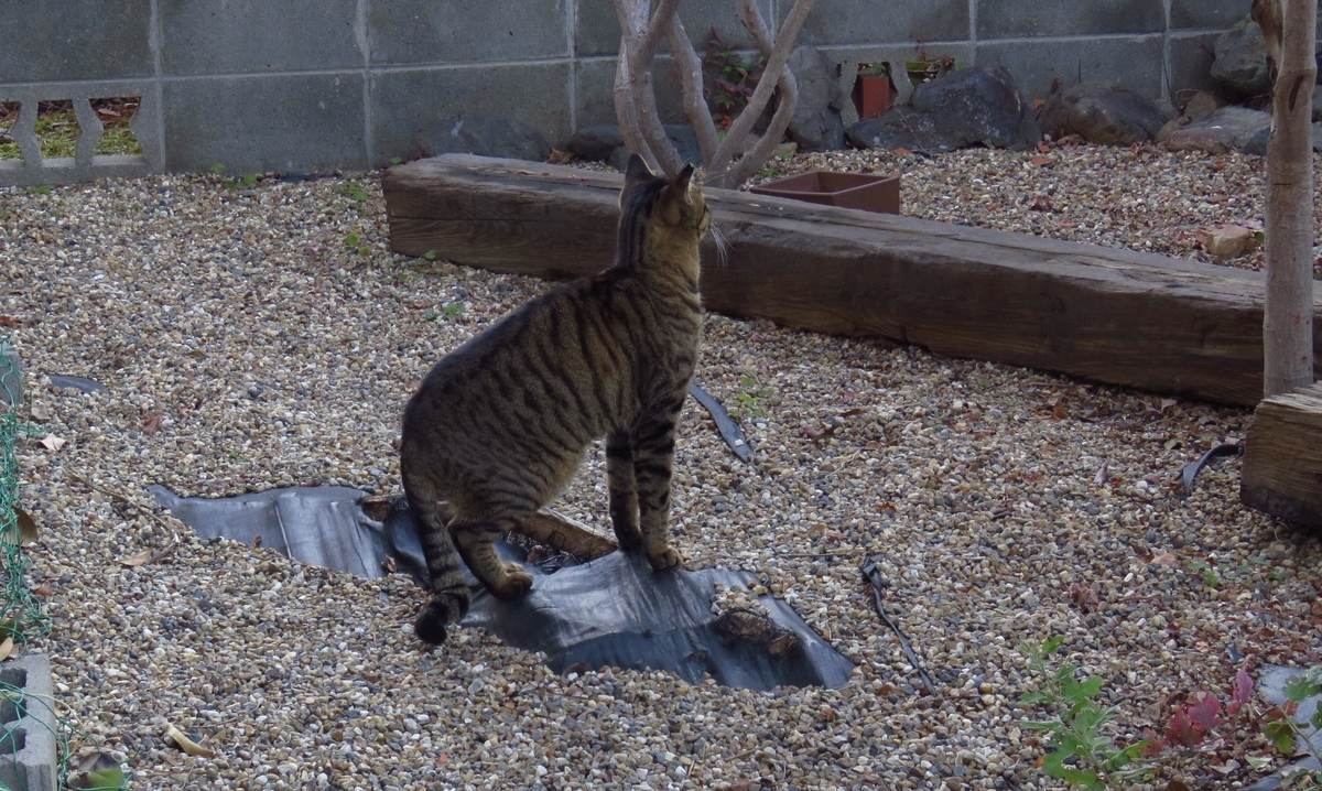 f:id:yujiro-1:20200107055913j:plain