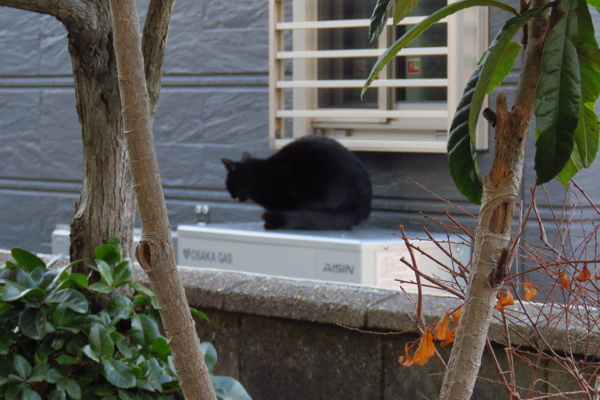 f:id:yujiro-1:20200107060058j:plain