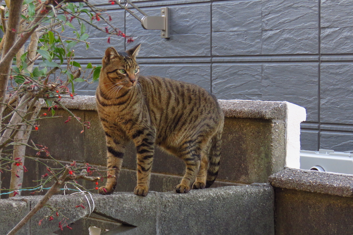 f:id:yujiro-1:20200107060720j:plain