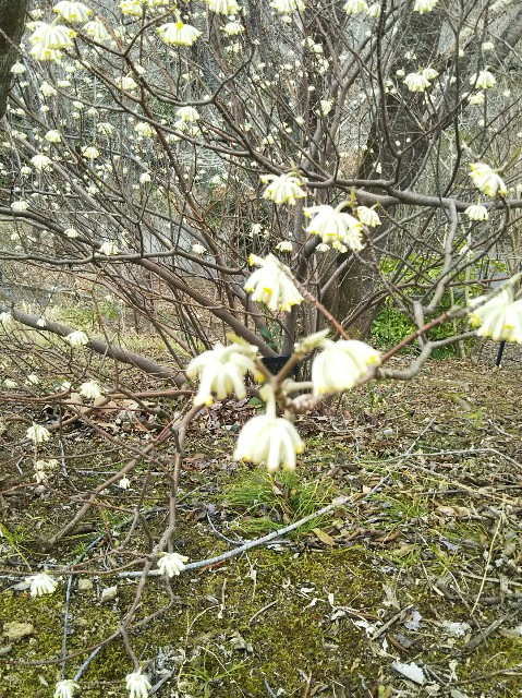f:id:yujisyuji:20190310204431j:image