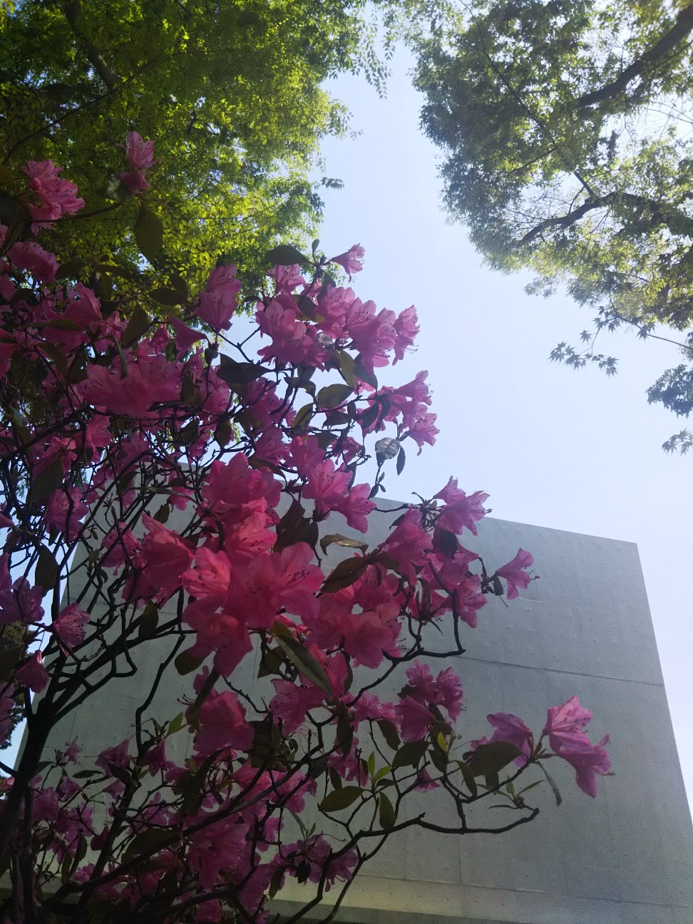 f:id:yujisyuji:20190422220755j:image