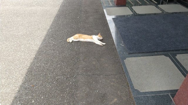 f:id:yujisyuji:20210621210507j:image