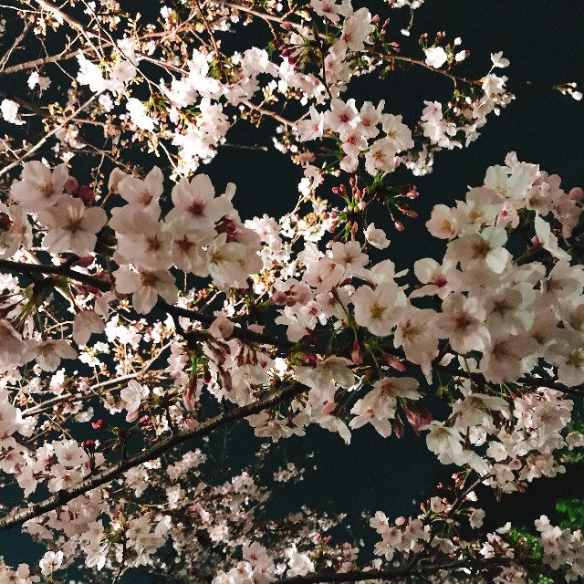 f:id:yuk1112uui:20190329222301j:plain f:id:yuk1112uui:20190329222301j:plain