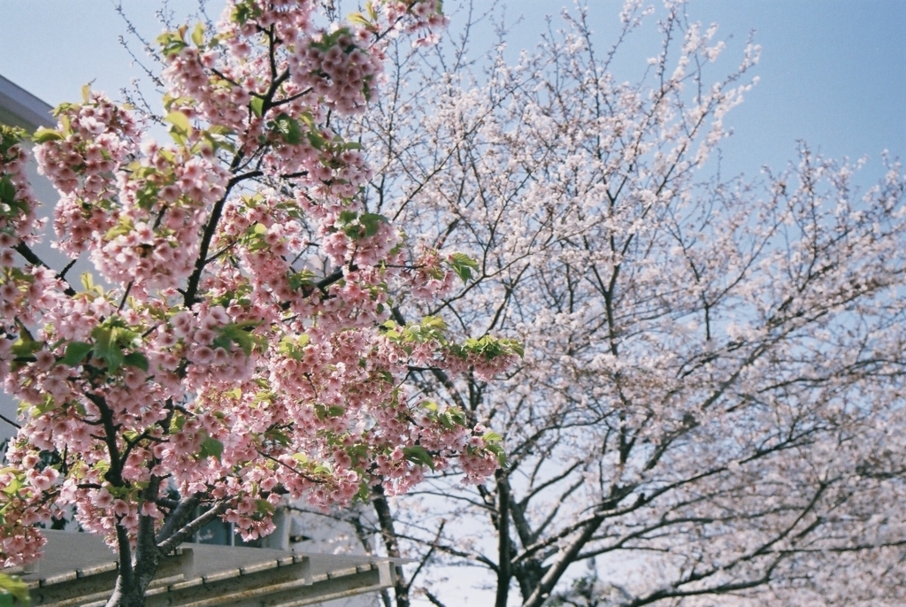 f:id:yuka100400:20180329231029j:plain