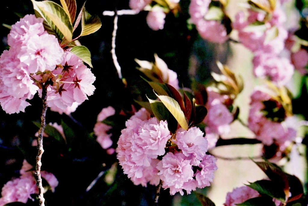 f:id:yuka100400:20180525010355j:plain