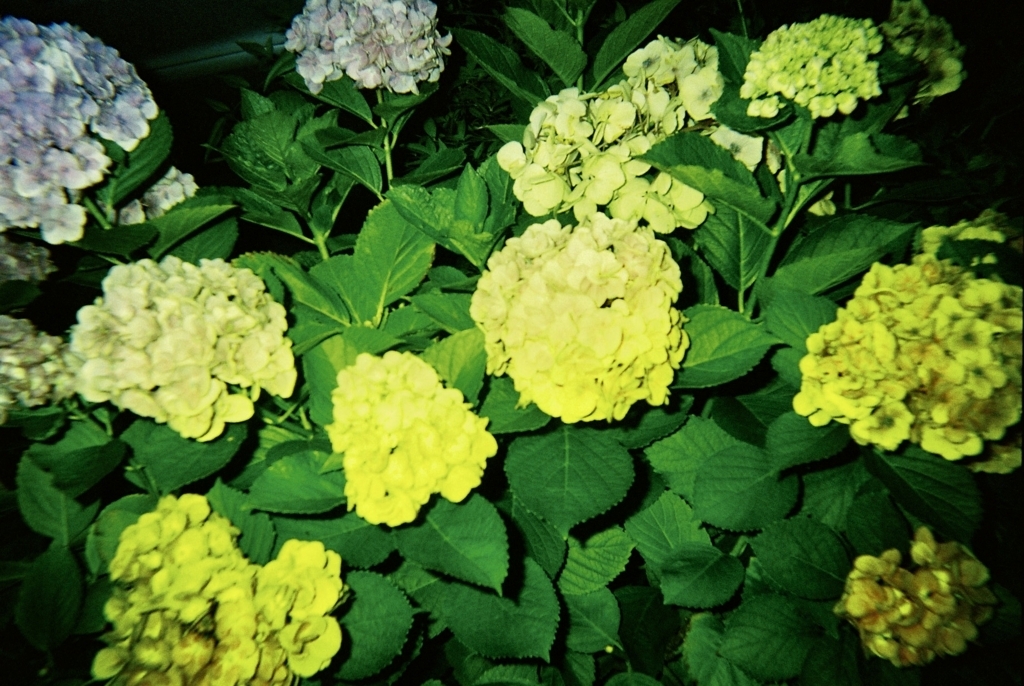 f:id:yuka100400:20180705162104j:plain